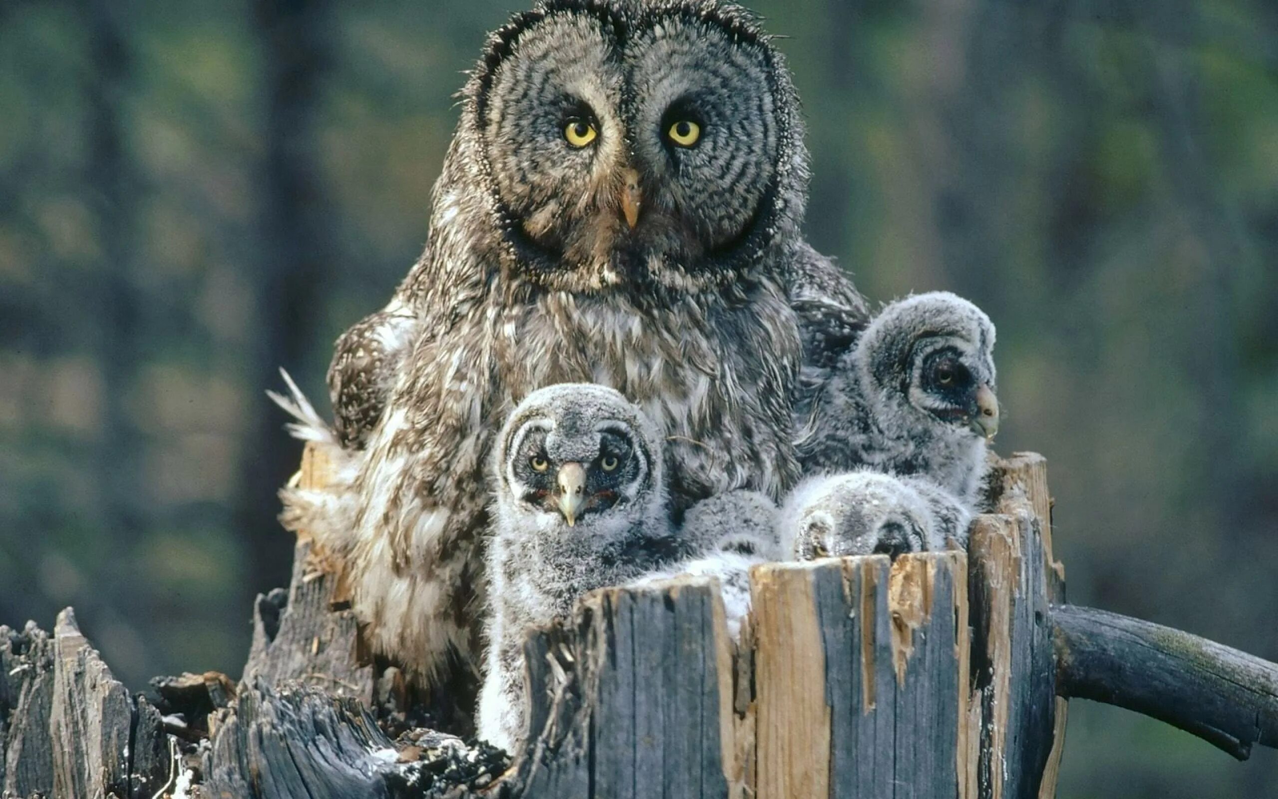 Картинки животных совы Owl guarding their children Desktop wallpapers 1024x1024