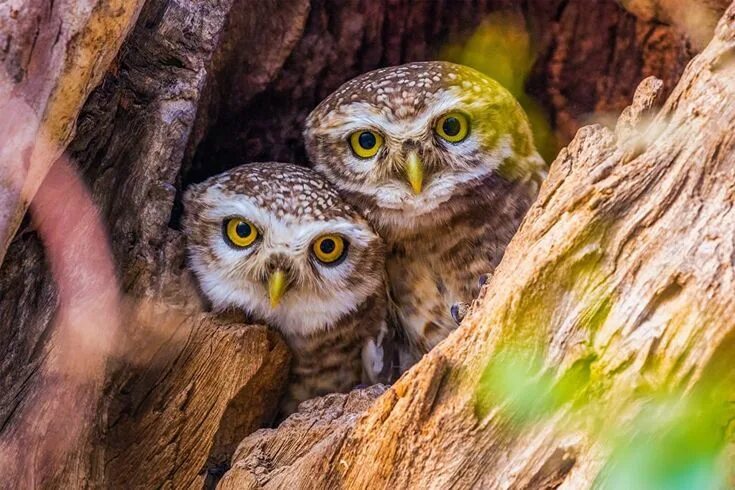 Картинки животных совы Pin by Justina Coliban on My Sweet Owls Owl, Owl photos, Animal photography wild