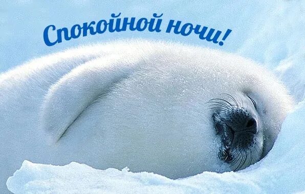 Картинки животных спокойной ночи бесплатно ВКонтакте