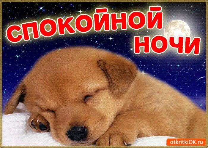 Картинки животных спокойной ночи бесплатно Картинка спокойной ночи со стихами и без скачать онлайн бесплатно! скачать беспл