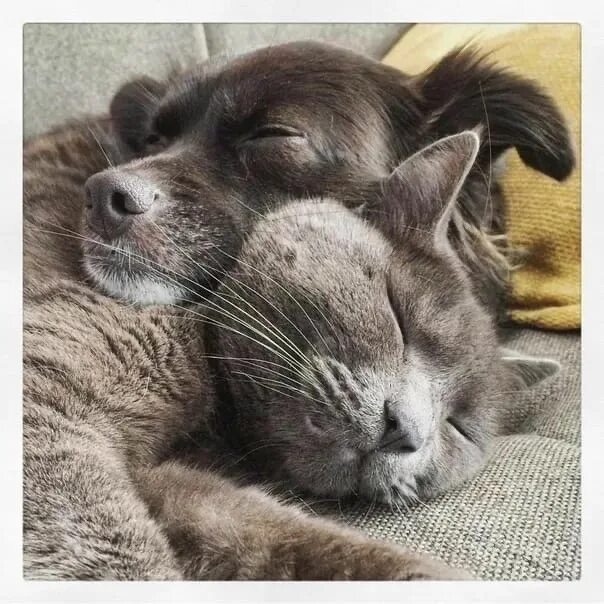 Картинки животных спокойной ночи бесплатно Good and good dreams... 2022 Центр помощи животным "Дай шанс" - СПБ VK