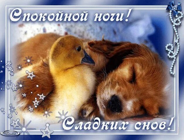 Картинки животных спокойной ночи бесплатно Épinglé sur Картинки