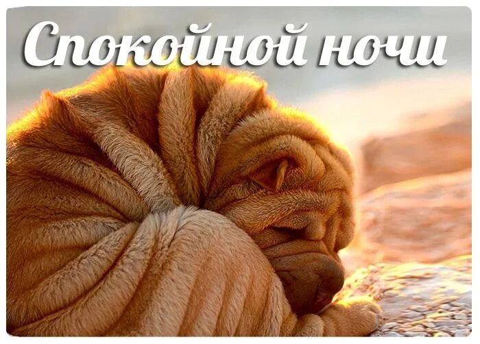Картинки животных спокойной ночи бесплатно Волшебных снов!!! 2023 Дорога Домой помощь животным Красноярска ВКонтакте
