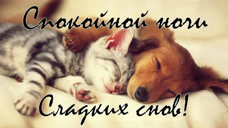 Картинки животных спокойной ночи бесплатно Красивое пожелание СПОКОЙНОЙ НОЧИ! - YouTube Спокойной ночи, Ночь, Красивые цита