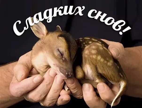 Картинки животных спокойной ночи бесплатно Спокойной ночи :-) - 80 фотографий ВКонтакте