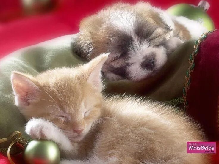 Картинки животных спокойной ночи бесплатно Good dreams! Baby animals, Kittens and puppies, Cute animals