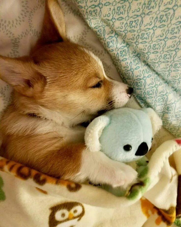 Картинки животных спокойной ночи бесплатно 613 Likes, 5 Comments - Corgi Fan (@thecorgiworld) on Instagram: " Share it with
