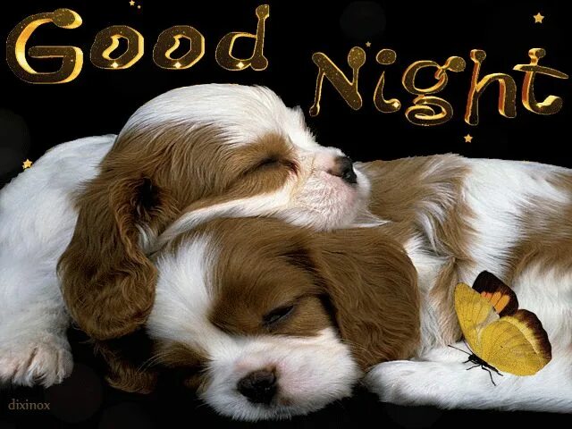 Картинки животных спокойной ночи бесплатно Pin by maria ionescu on Good night Merry christmas pictures, Dogs and puppies, C
