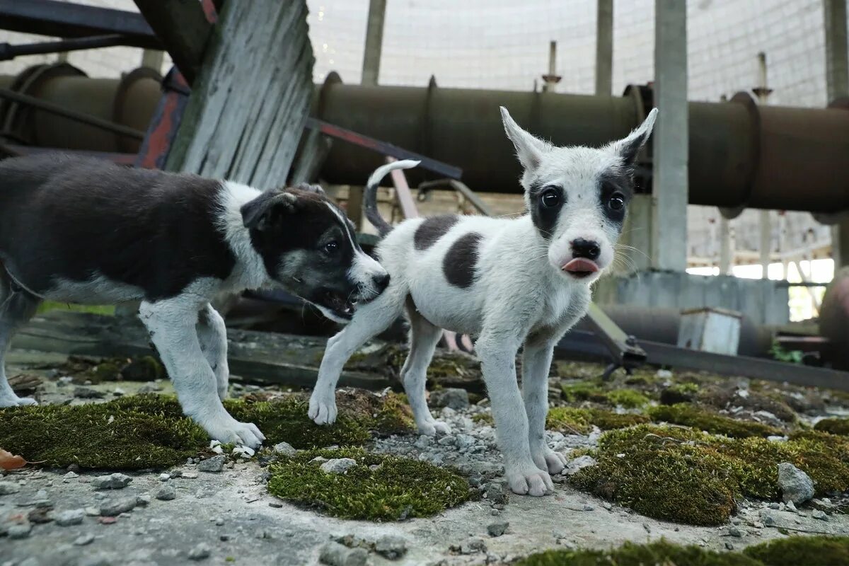 Картинки животных в чернобыле What Chernobyl's Stray Dogs Could Teach Us about Radiation Scientific American