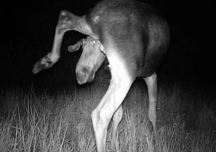 Картинки животных в чернобыле Chernobyl wildlife camera traps. Definition of "awkward moose" Rare horses, Cher