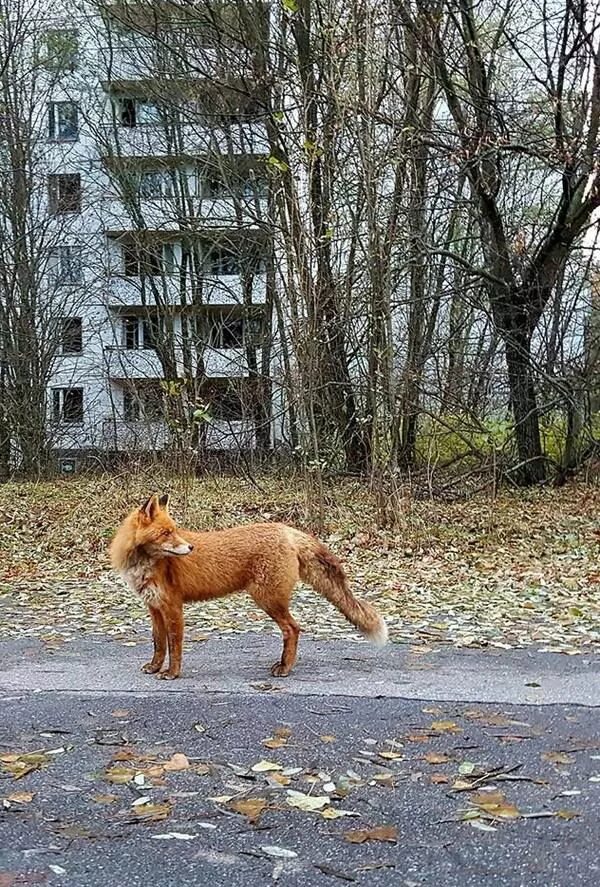 Картинки животных в чернобыле Чорнобильський лис Семен сколихнув мережі своєю "чарівністю"