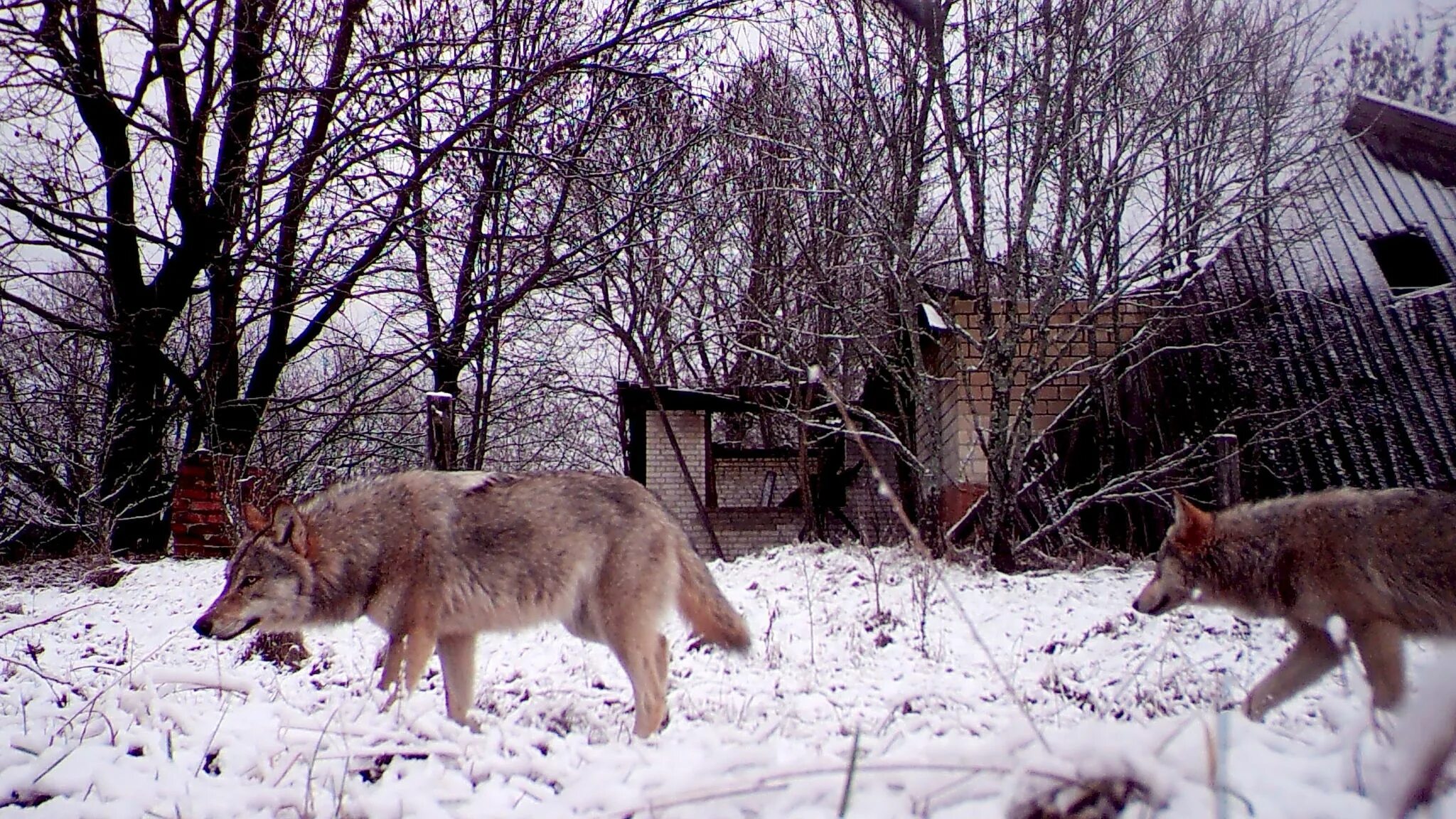 Картинки животных в чернобыле Chernobyl's mutant wolves appear to have developed resistance to cancer, study f