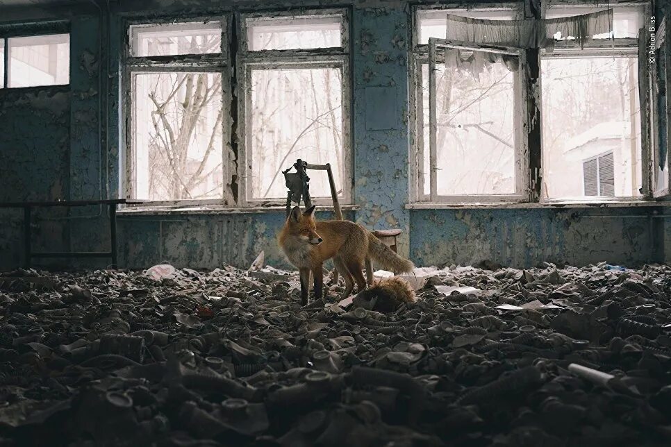 Картинки животных в чернобыле La vida silvestre en todo su esplendor: Los finalistas de Wildlife Photographer 
