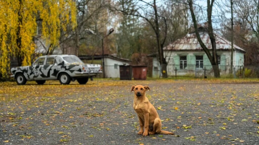Картинки животных в чернобыле Autour de Tchernobyl, les chiens sont " distincts " génétiquement