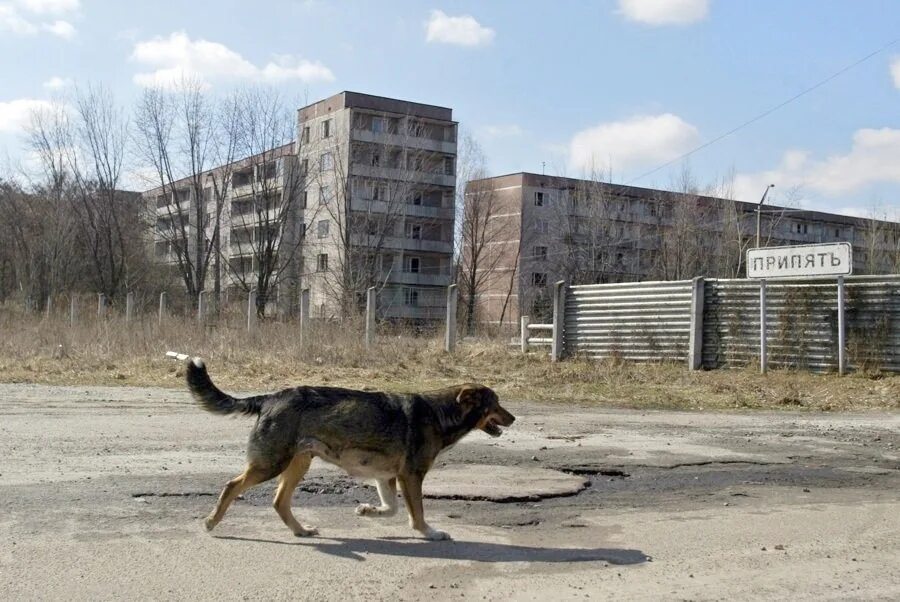 Картинки животных в чернобыле Chernobyl (2015)
