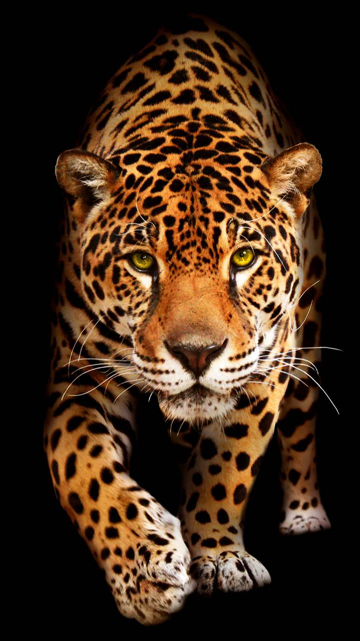 Картинки животных вертикально Jaguar wallpaper by georgekev - 68 - Free on ZEDGE ™ Dieren mooi, Dieren, Huisdi