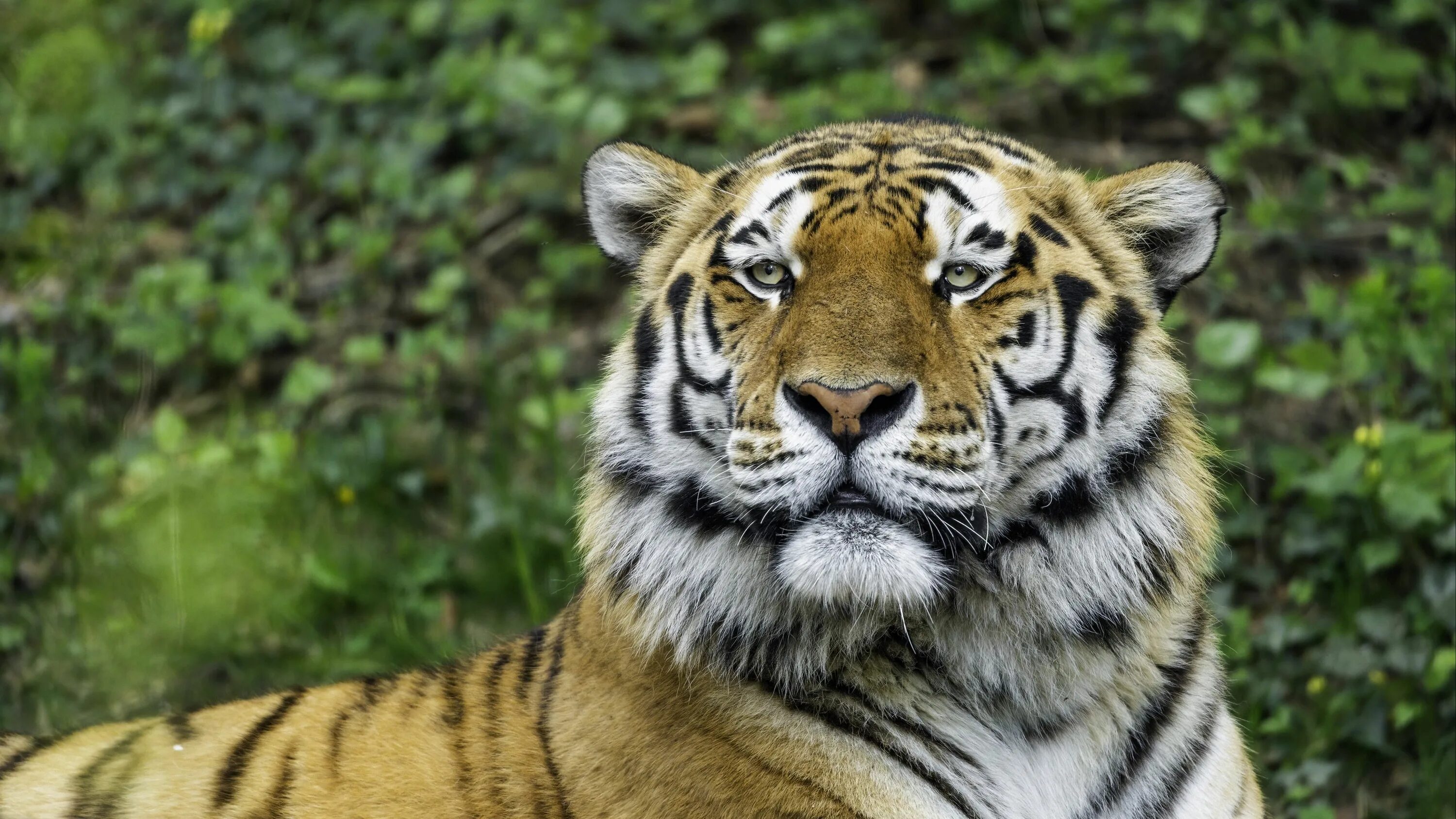 Картинки животных вертикально Download wallpaper 3840x2160 tiger, glance, nose, predator, animal 4k uhd 16:9 h