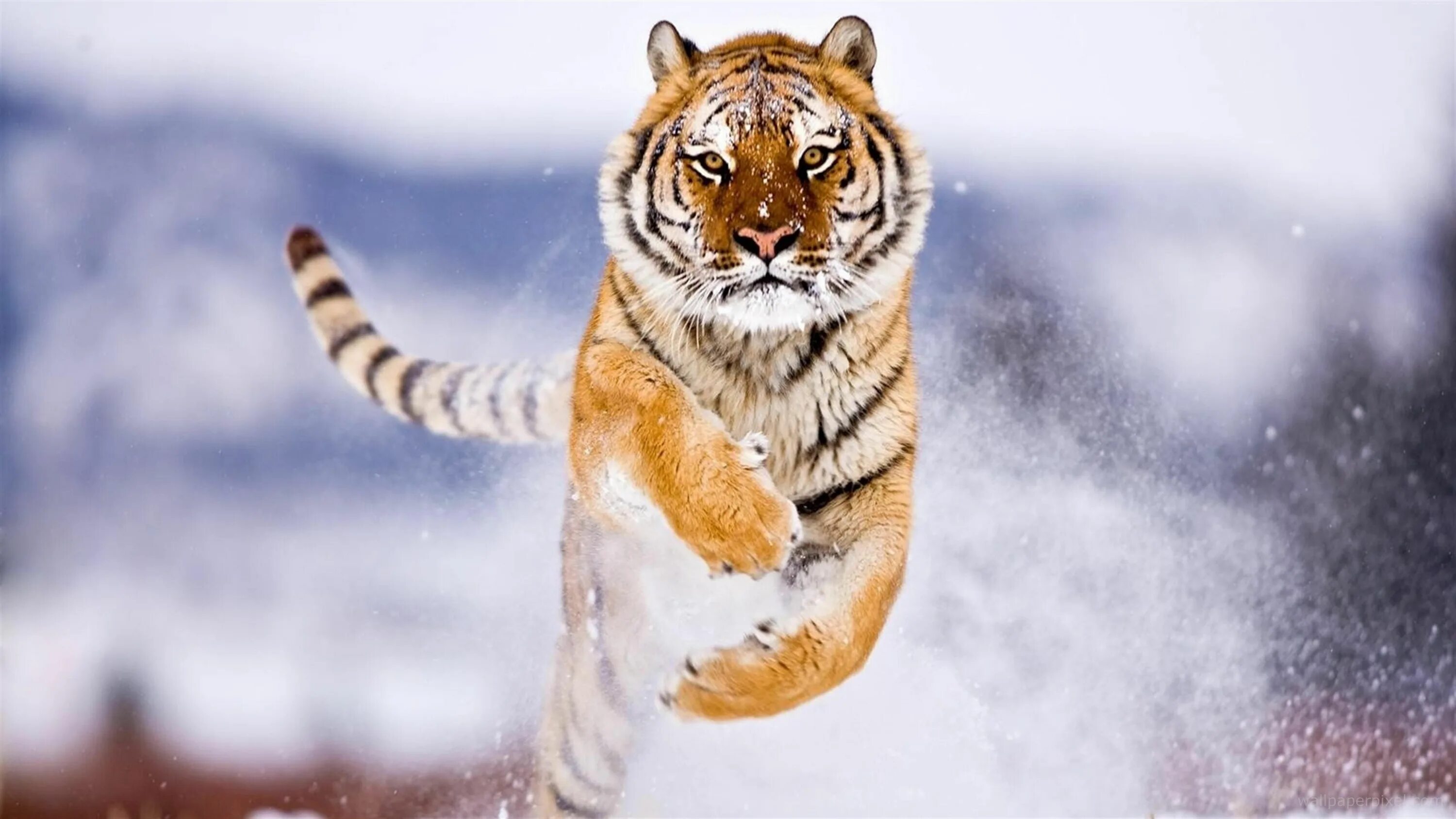 Картинки животных вертикально cute animals #snow #8k #winter #tiger #8K #wallpaper #hdwallpaper #desktop Wallp