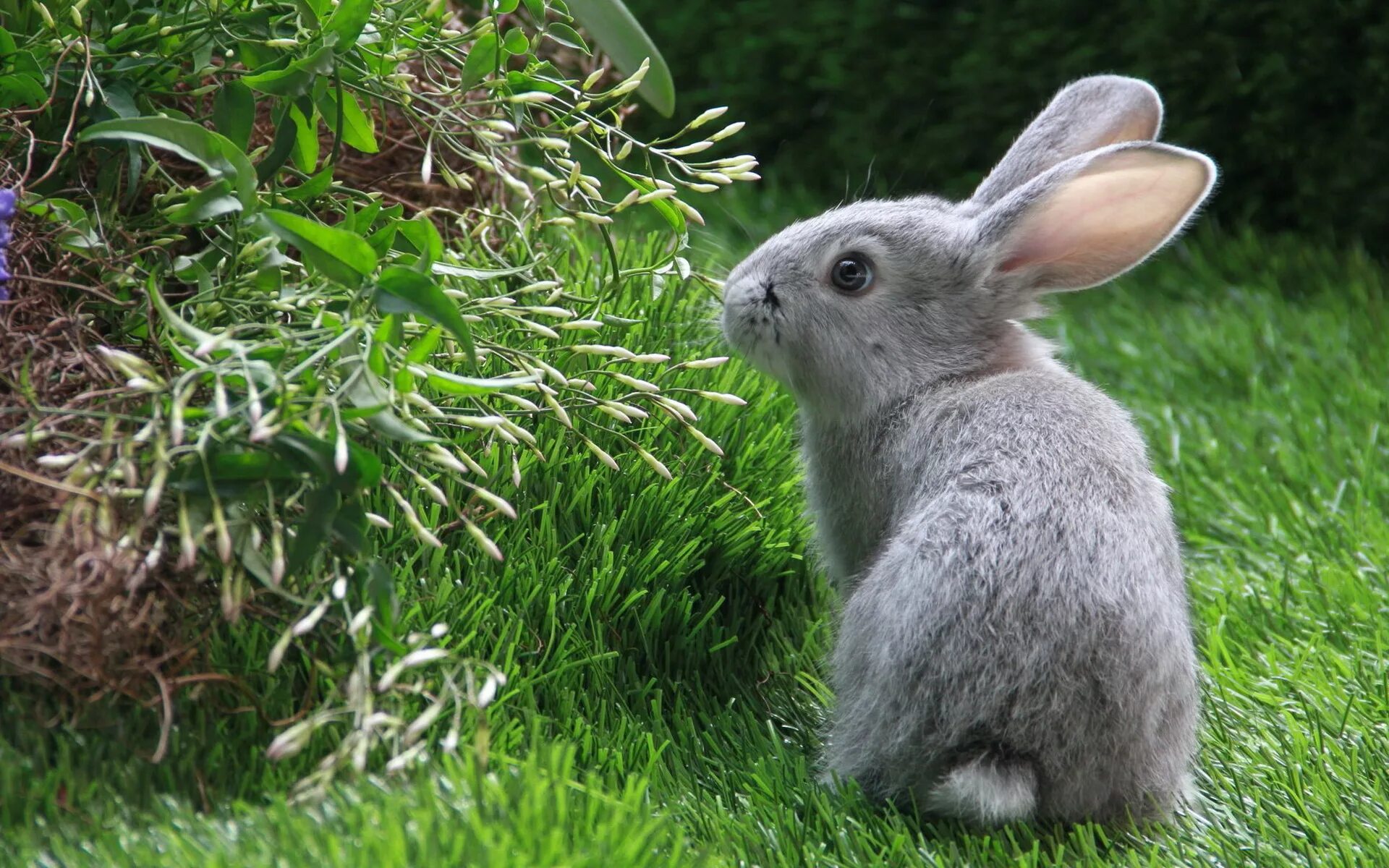 Картинки животных зайцев Grey Rabbit Desktop wallpapers 640x480