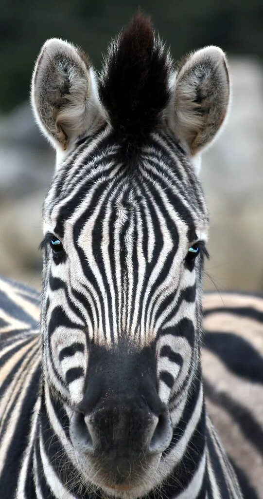 Картинки животных зебра Eyes to the front... Zebra - Colchester Zoo - Colchester, . Flickr