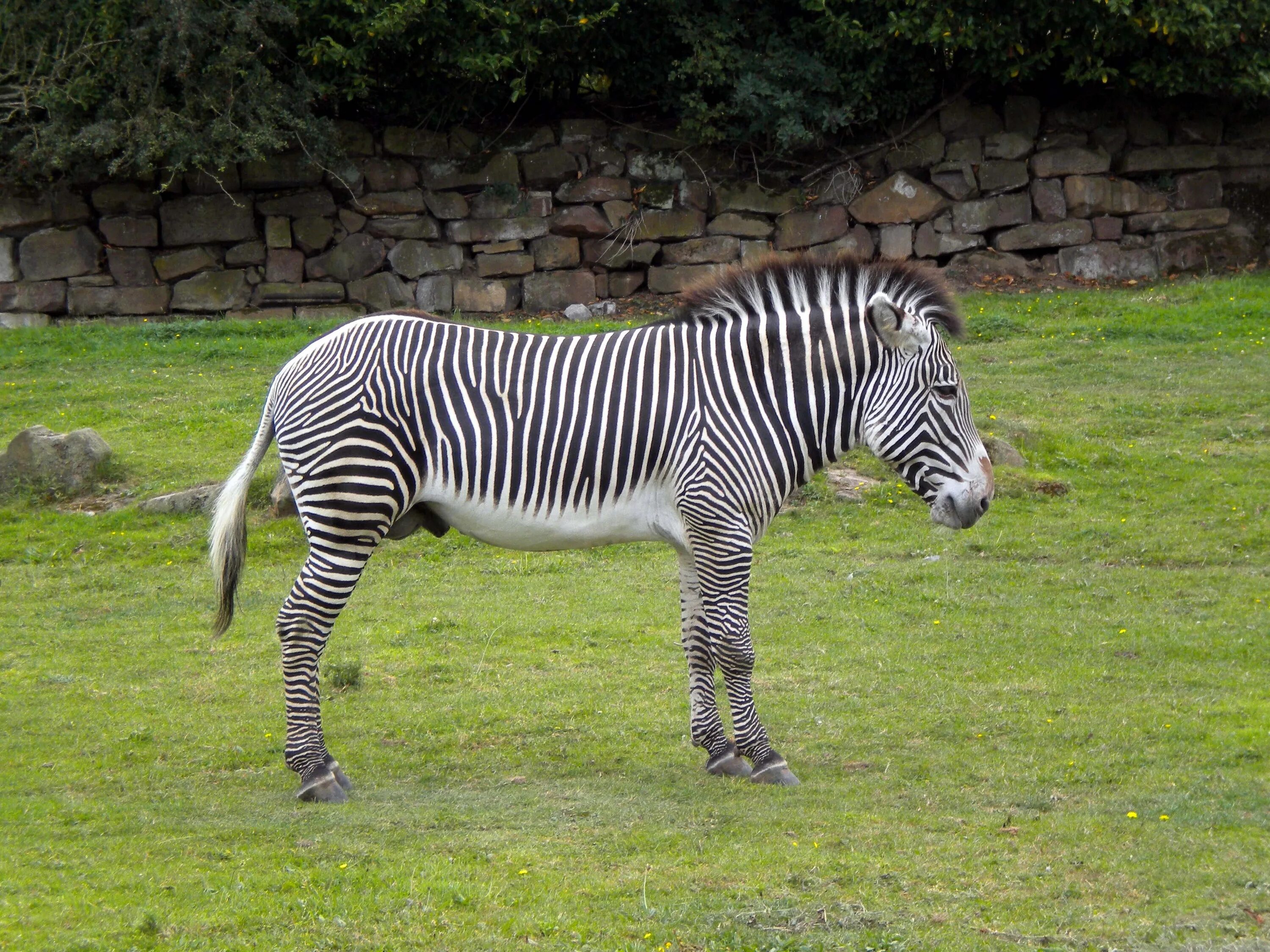 Картинки животных зебра Free Images : animal, wildlife, wild, zoo, grazing, africa, fauna, zebra, eating