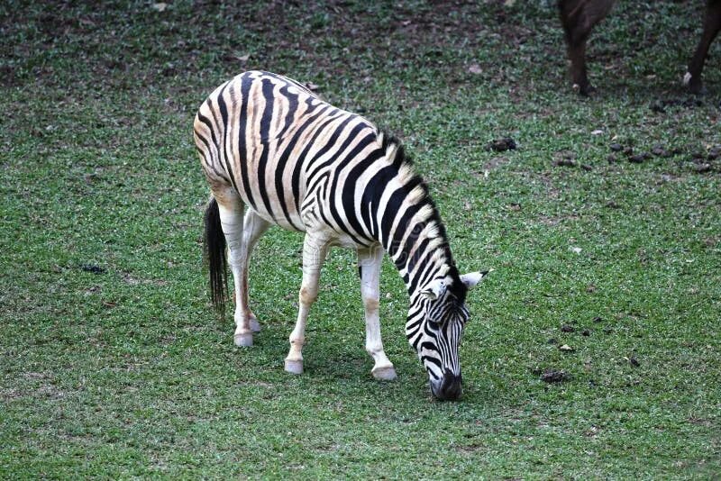 Картинки животных зебра Zebra eating grass stock photo. Image of nature, design - 50391370