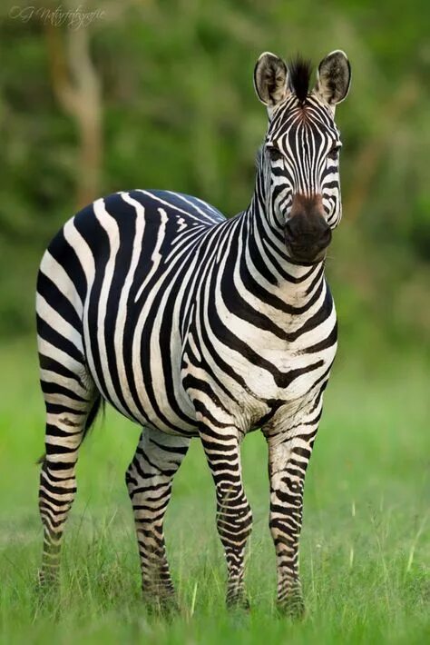 Картинки животных зебра 10 популярных идей на тему "zebra pictures" для вдохновения
