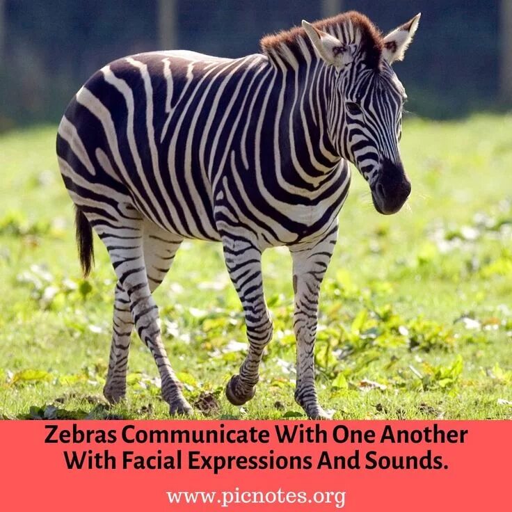 Картинки животных зебра The Zebra