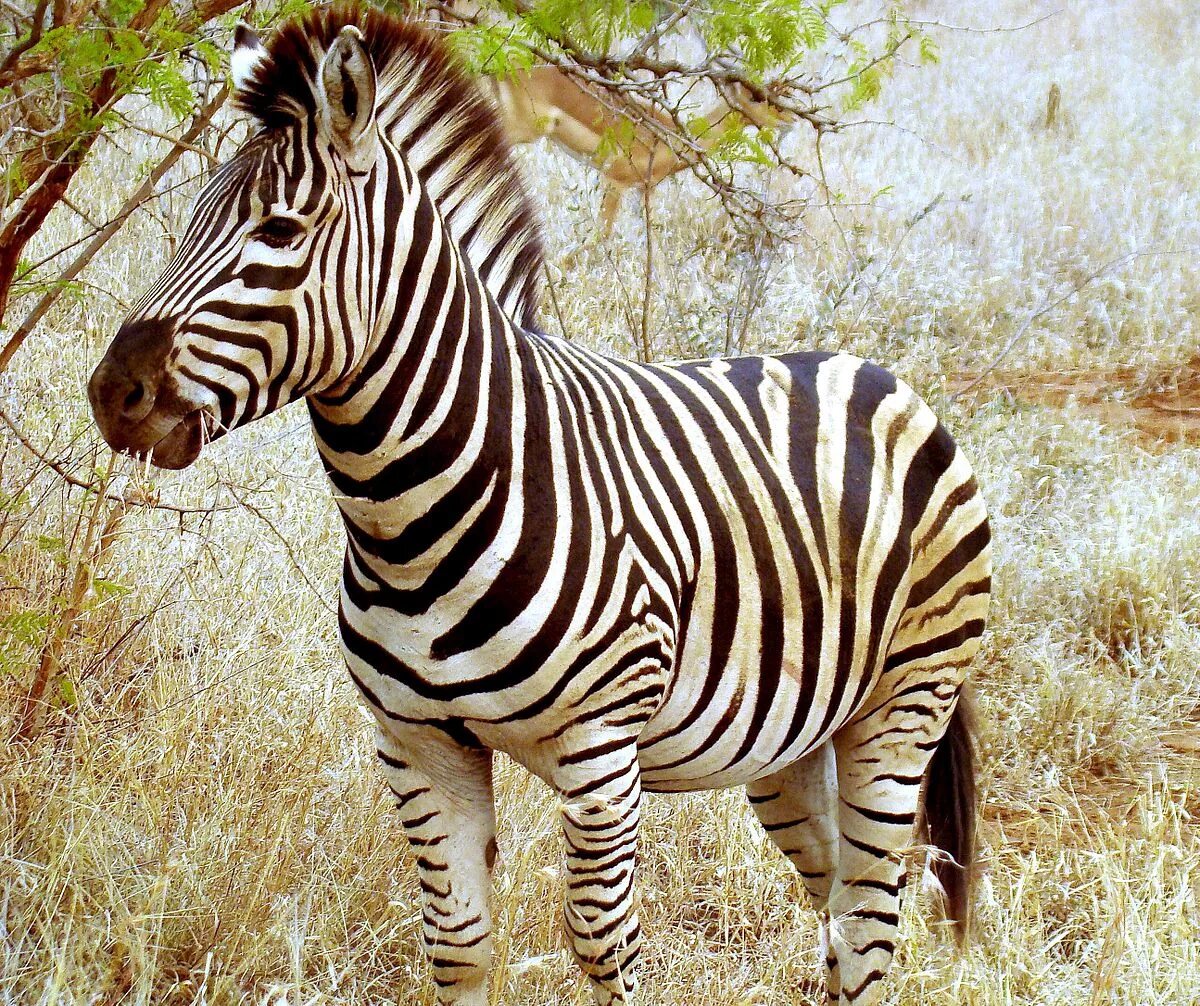 Картинки животных зебра zebra - Wiktionary, the free dictionary