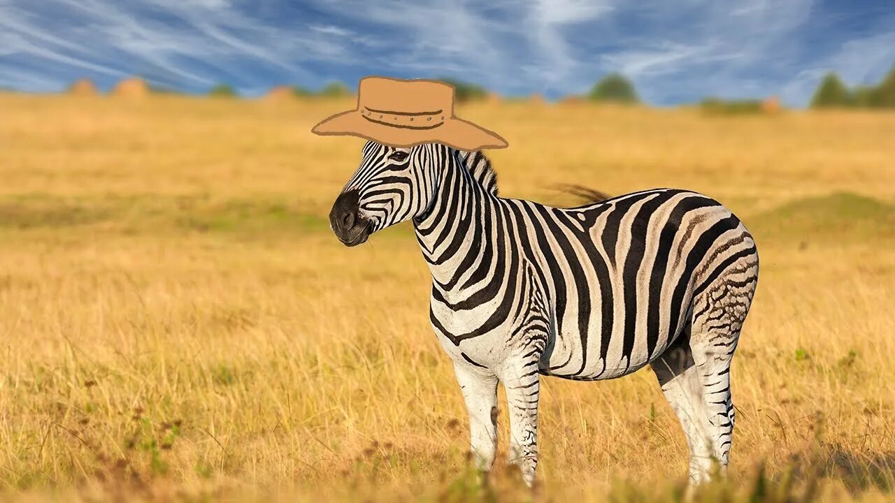 Картинки животных зебра Zebra - YouTube