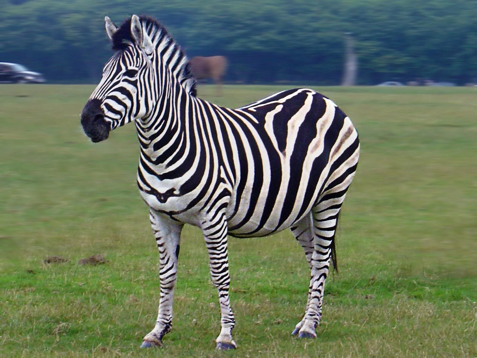 Картинки животных зебра A origem da expressão "deu zebra" Zebra, Animals beautiful, Most beautiful anima