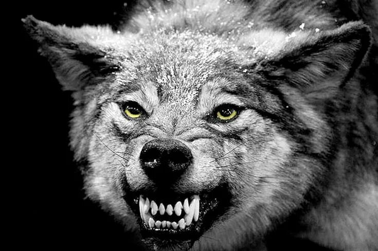 Картинки злых животных Похожее изображение Schwarze wölfe, Böser wolf, Wolf
