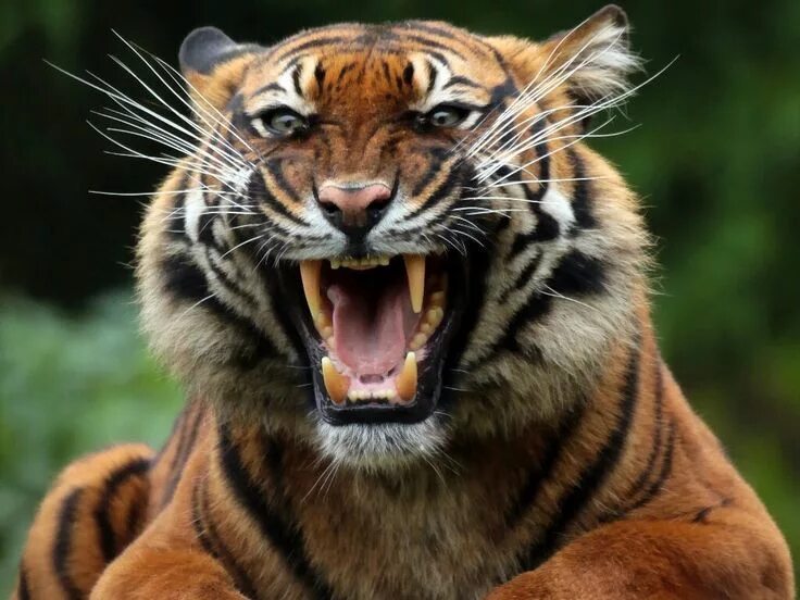 Картинки злых животных Пин от пользователя Hug Jack на доске tigre Котята, Большие кошки, Животные