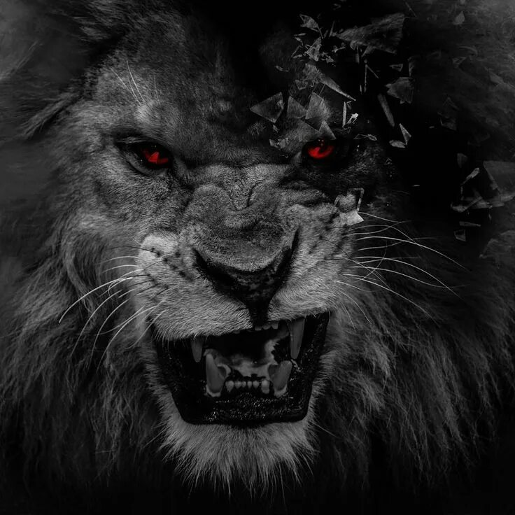 Картинки злых животных Pin on Быстрое сохранение Lion wallpaper, Lion live wallpaper, Black lion