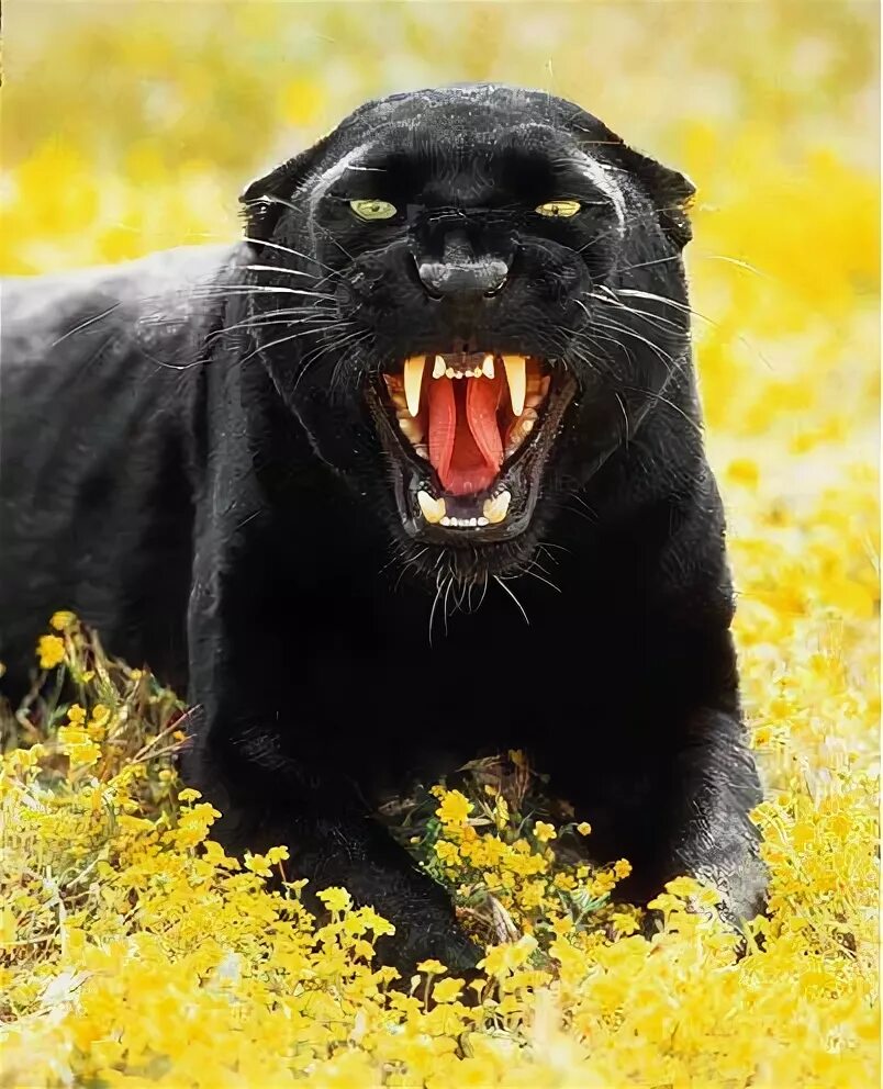 Картинки злых животных Panther lying down & roaring Big cats, Wild cats, Animals wild
