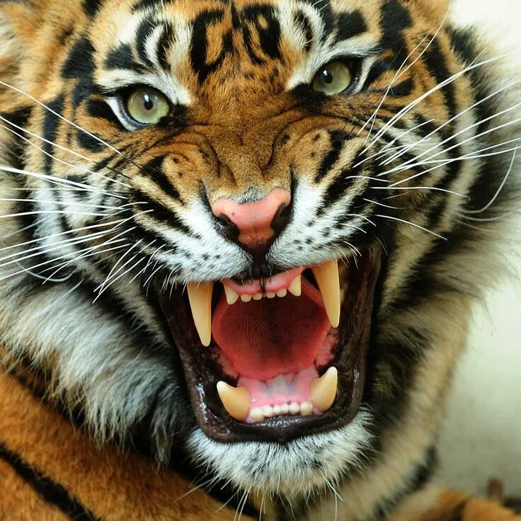Картинки злых животных Angry tiger / 500px Angry tiger, Tiger face, Tiger photography