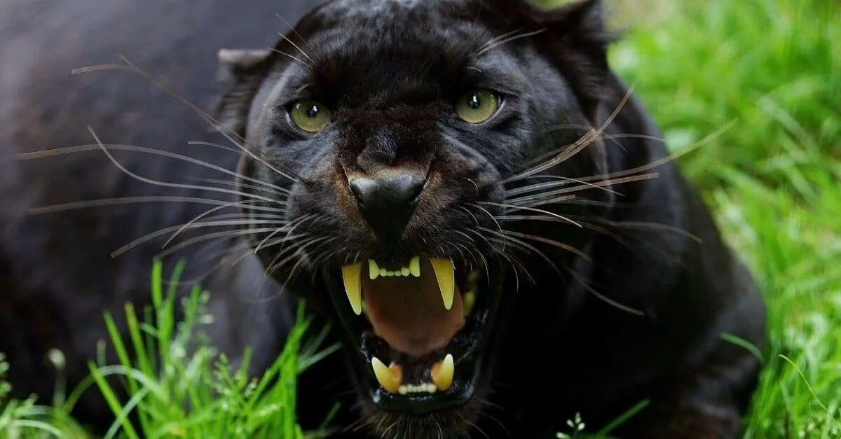 Картинки злых животных What Do Panthers Eat? 15 Animals They Hunt For Food - A-Z Animals