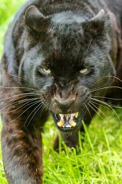 Картинки злых животных Black Jaguar baring his fangs Wild cats, Beautiful cats, Cats and kittens