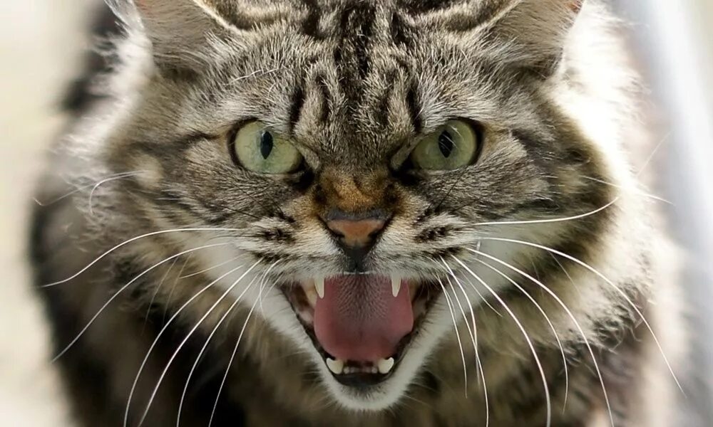 Картинки злых животных Resultado de imagem para gato bravo Comportamiento de los gatos, Gatos, Gato enf