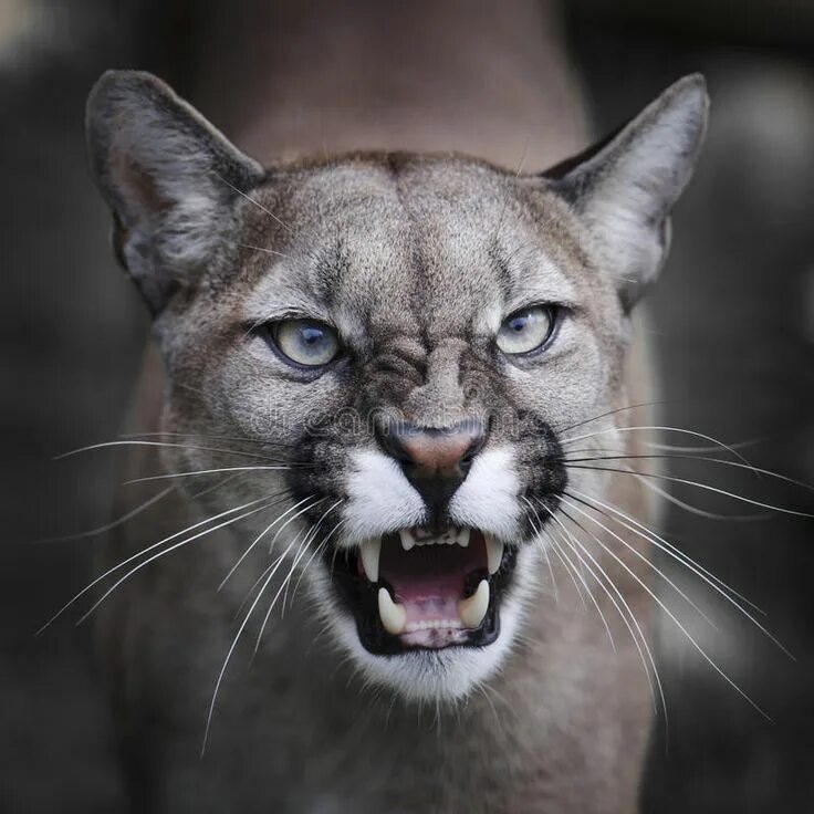 Картинки злых животных Snarling Puma. A North American Puma snarling towards camera. The photo features