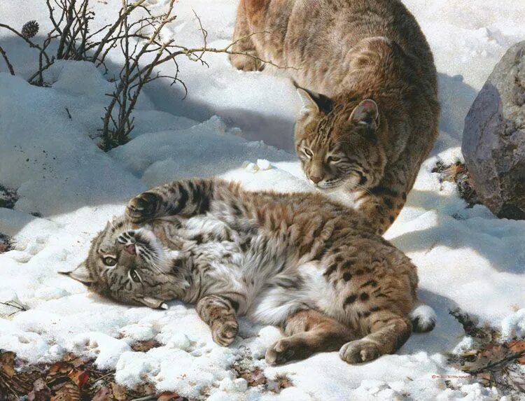 Картины животных фото Carl Brenders Love Is In The Air Bobcats Wildlife artists, Wildlife art, Wildlif