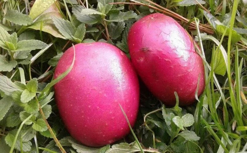 Картофель алладин описание сорта фото Картофель Алладин: характеристики сорта, отзывы, фото, вкусовые качества