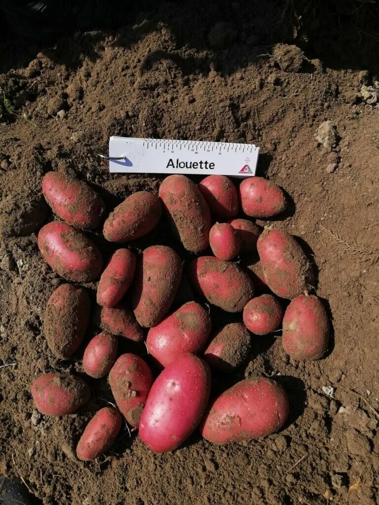 Картофель алуэт описание сорта фото АЛУЭТ - сорт НОВОГО ПОКОЛЕНИЯ. Особенности и преимущества Новости и события отра