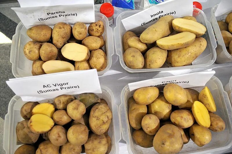 Картофель аляска описание сорта фото отзывы File:Field to Fork 10 (10858233536).jpg - Wikimedia Commons