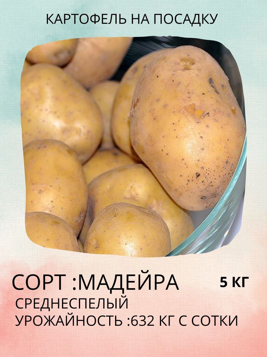 Картофель аляска описание сорта фото отзывы Клубни Картофель купить по выгодной цене в интернет-магазине OZON