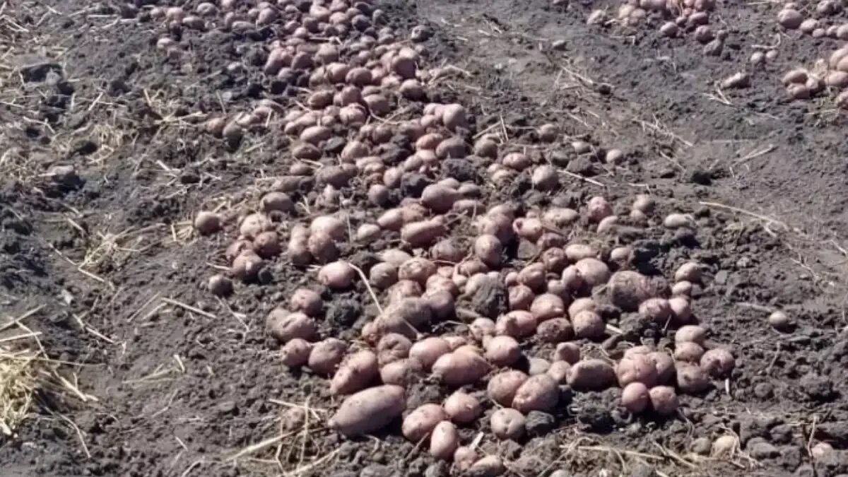 Картофель аляска описание сорта фото отзывы Картофель АЛЯСКА ® от - ГлавАгроном