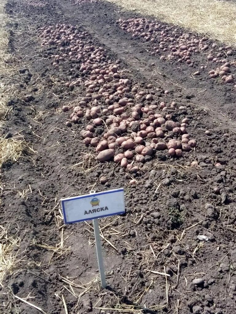 Картофель аляска описание сорта фото отзывы Картофель Аляска - купить семенной картофель с доставкой по Украине в магазине Д