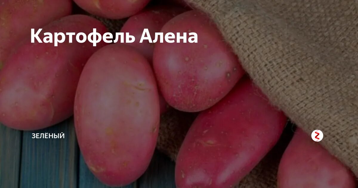 Картофель аляска описание сорта фото отзывы Картофель аляска описание сорта фото отзывы Фитостудия-63.ру