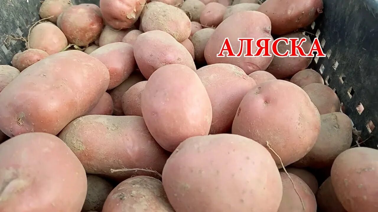 Картофель аляска описание сорта фото отзывы Картофель сорт Аляска - YouTube
