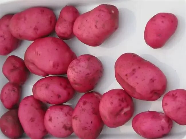 Картофель аляска описание сорта фото отзывы Картофель аляска описание